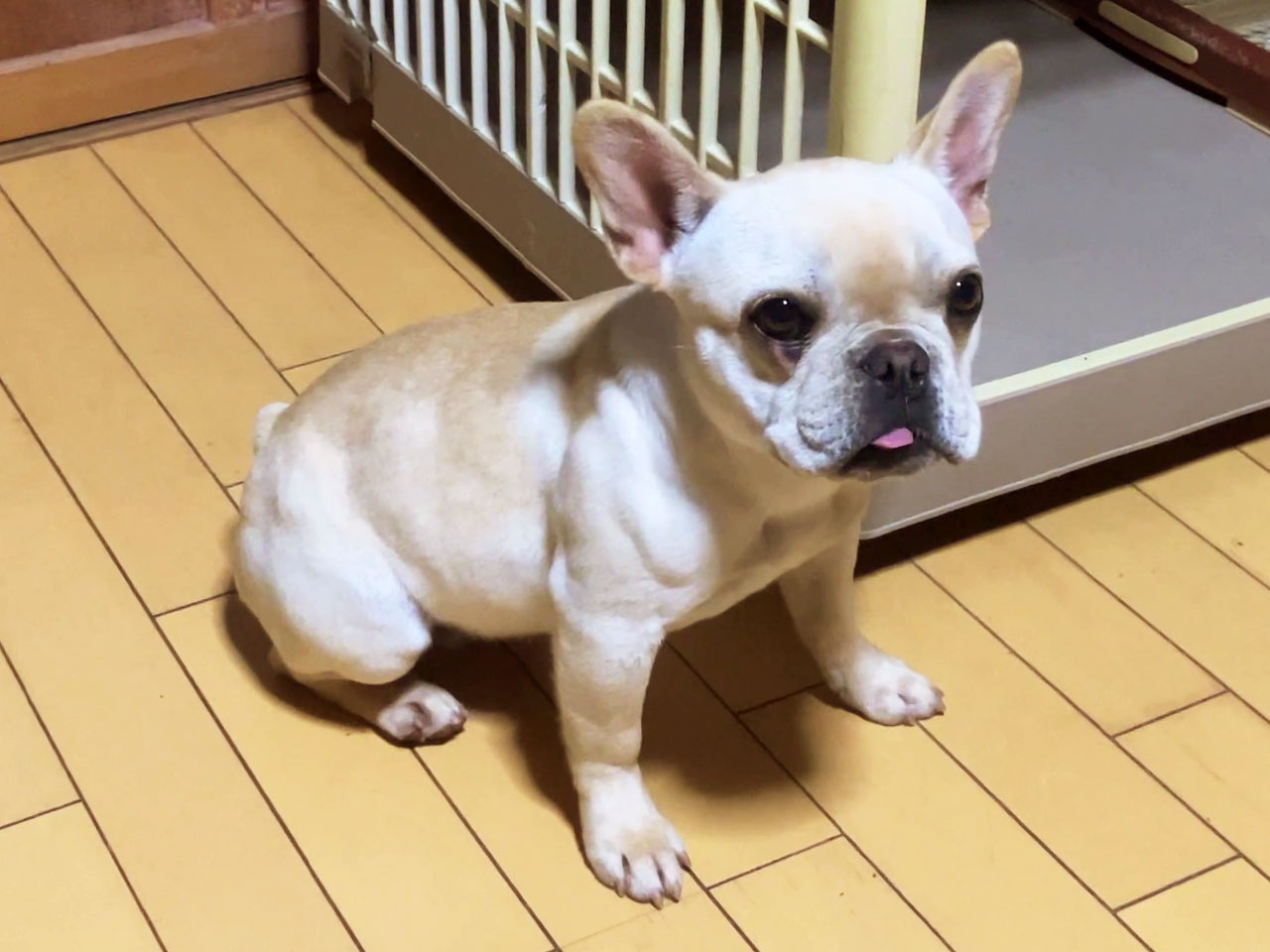 フレンチブルドッグの子犬