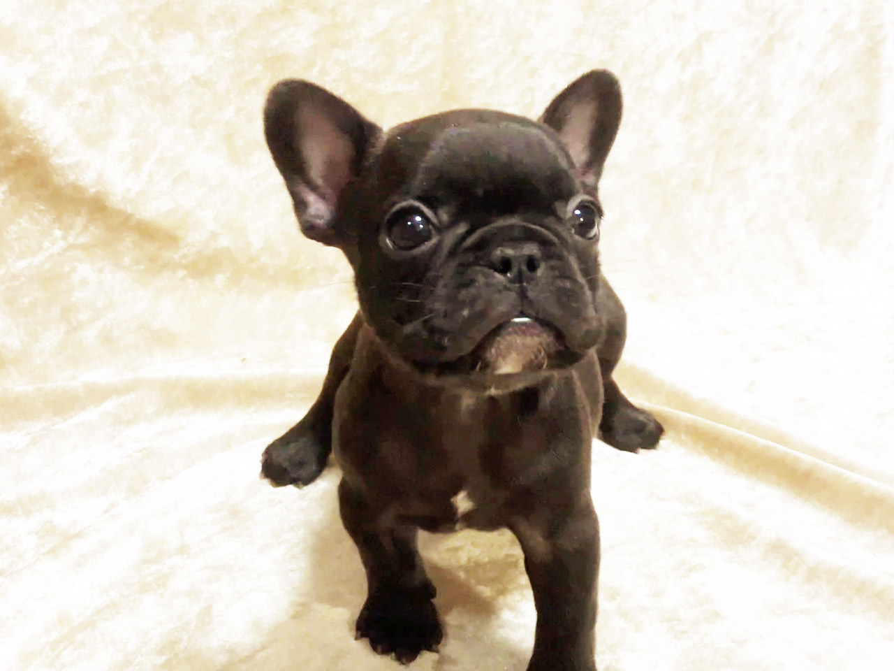 フレンチブルドッグの子犬