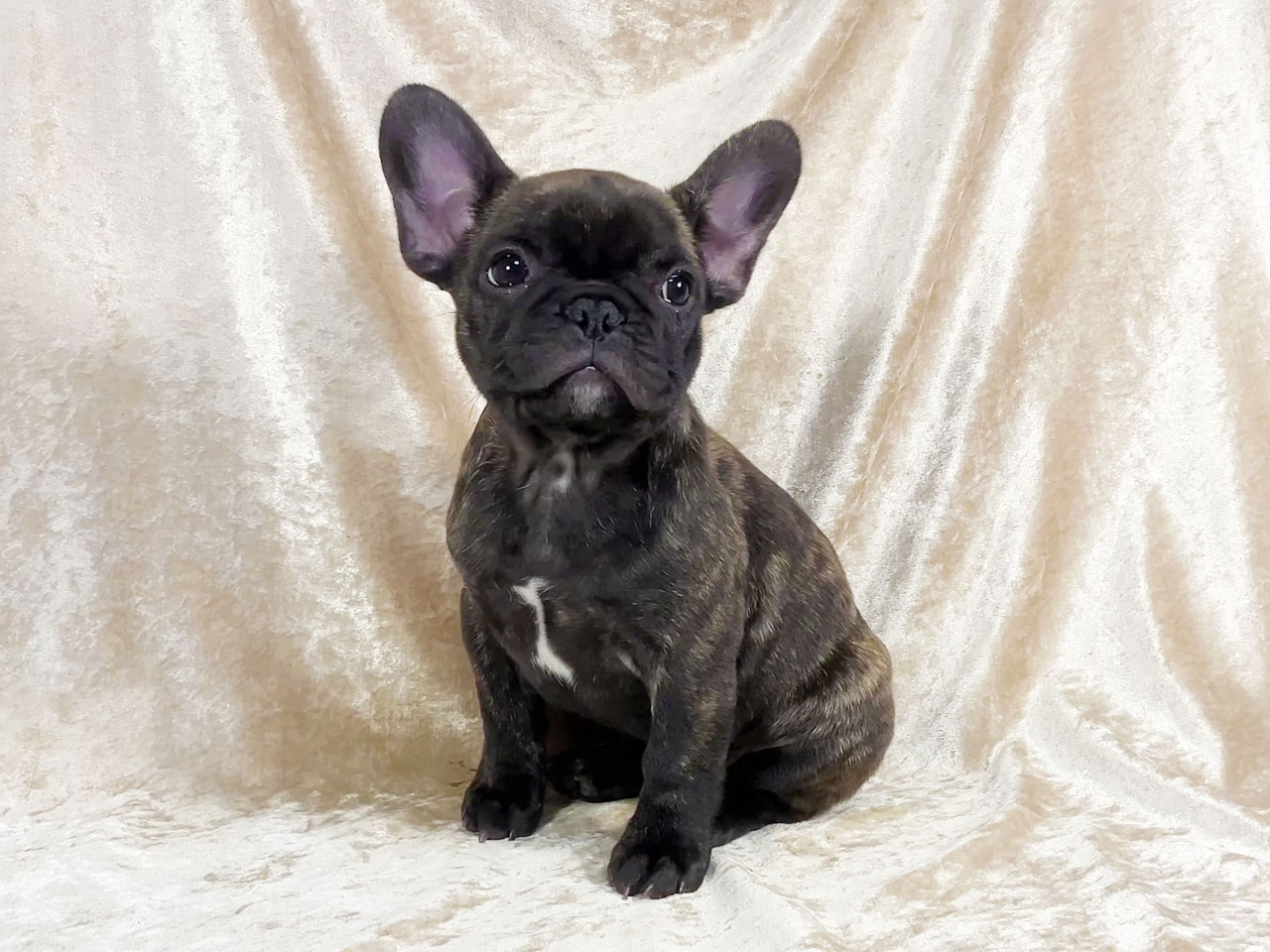 フレンチブルドッグの子犬