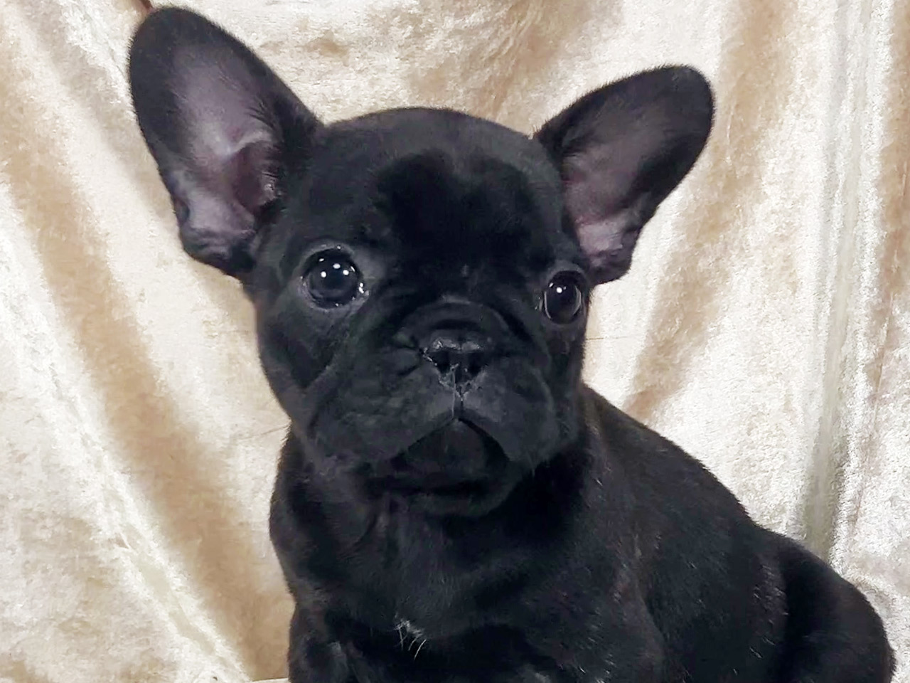 フレンチブルドッグの子犬