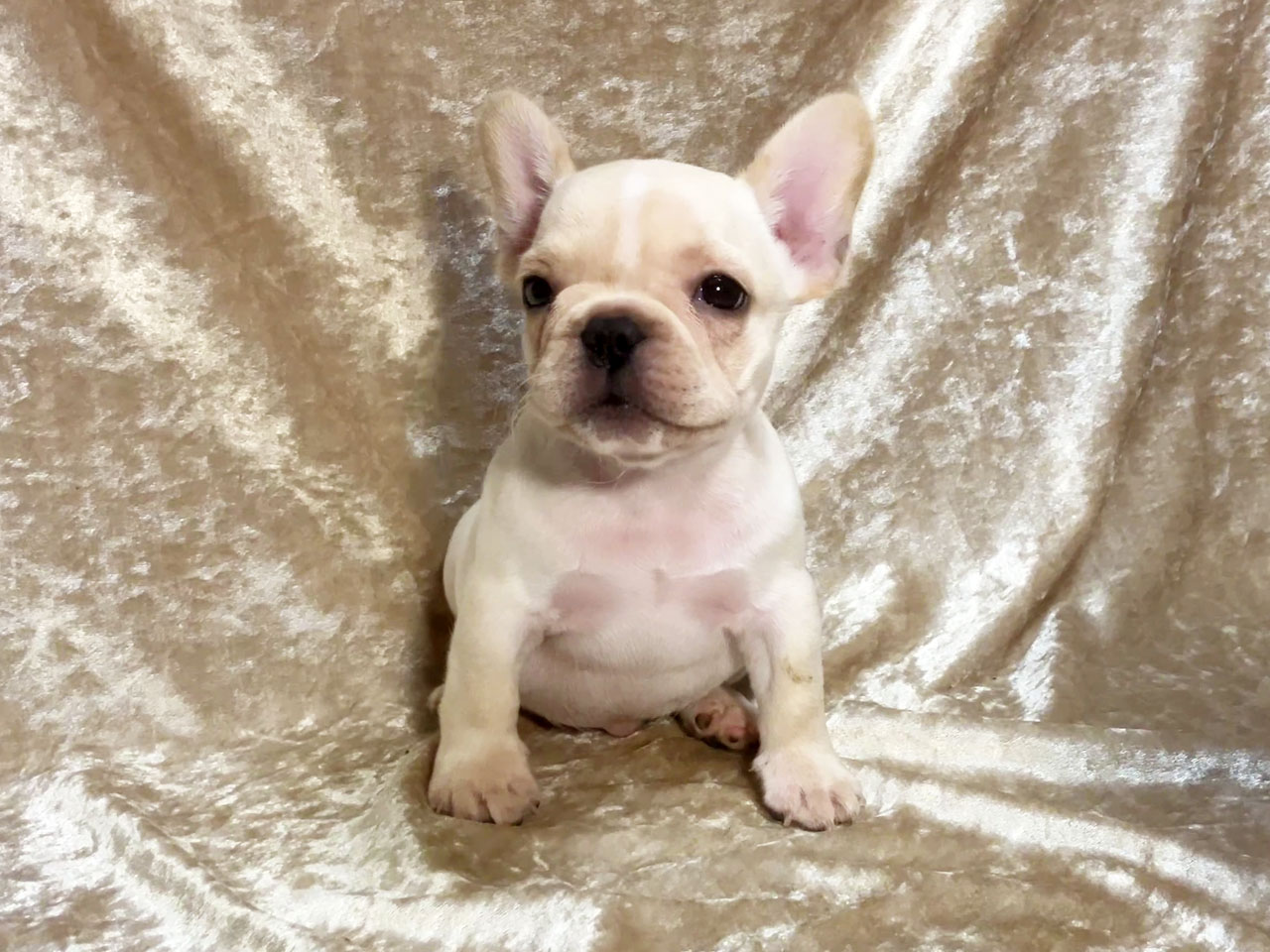 フレンチブルドッグの子犬