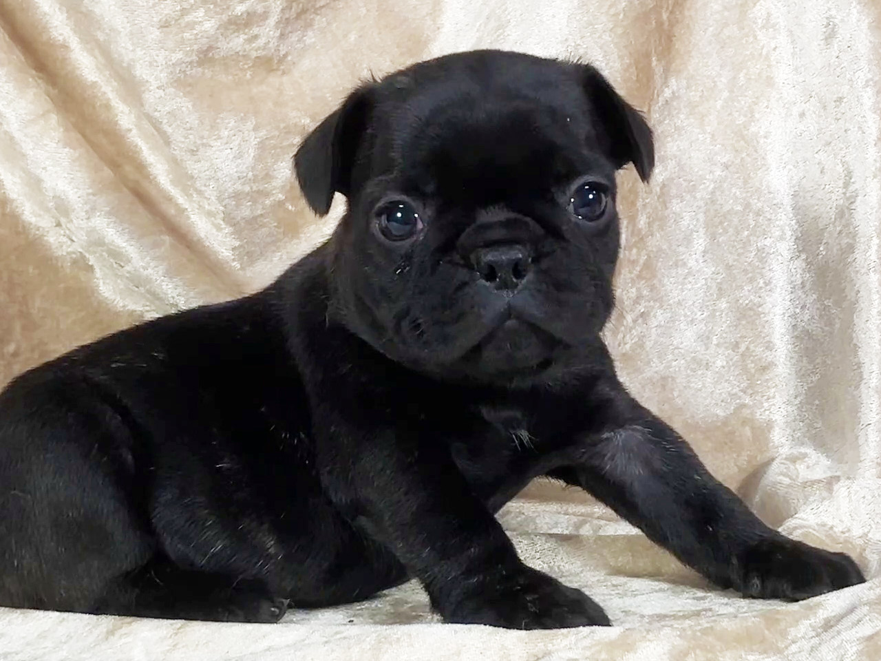 フレンチブルドッグの子犬
