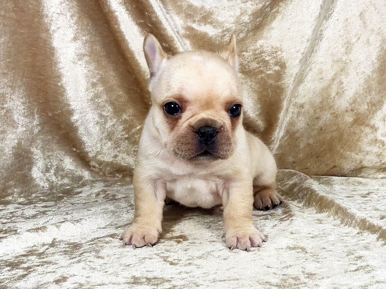 フレンチブルドッグの子犬