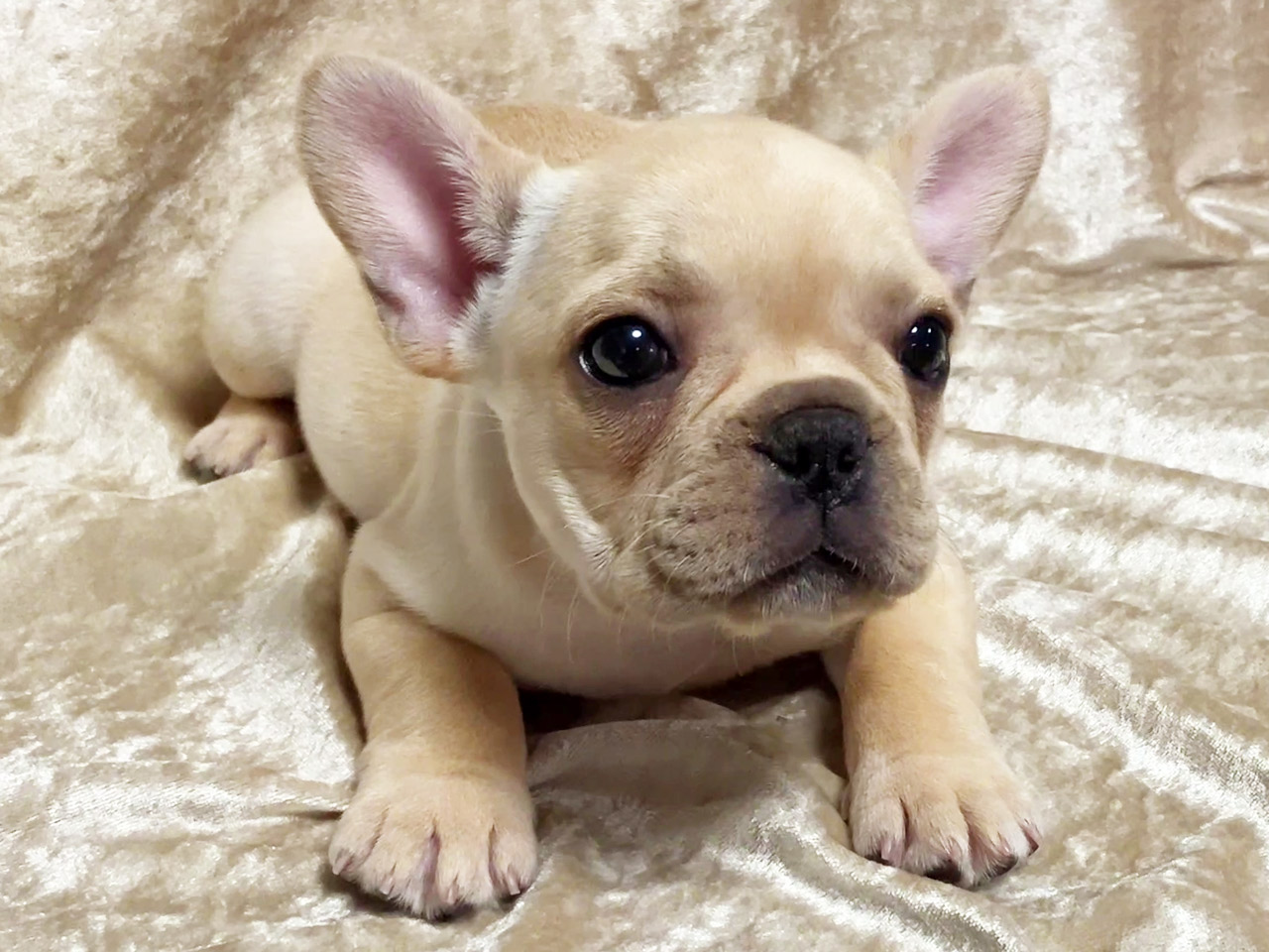 フレンチブルドッグの子犬