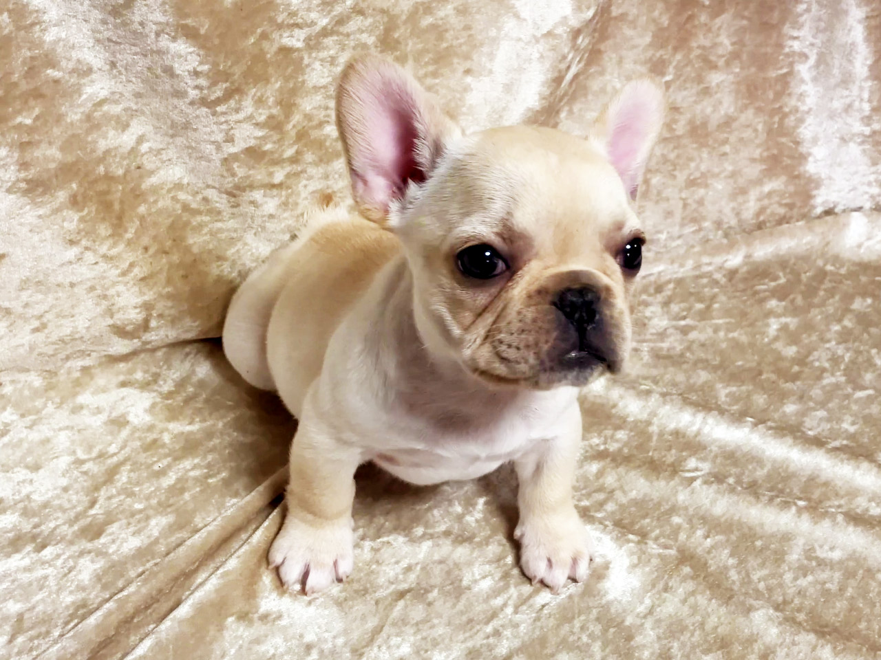 フレンチブルドッグの子犬