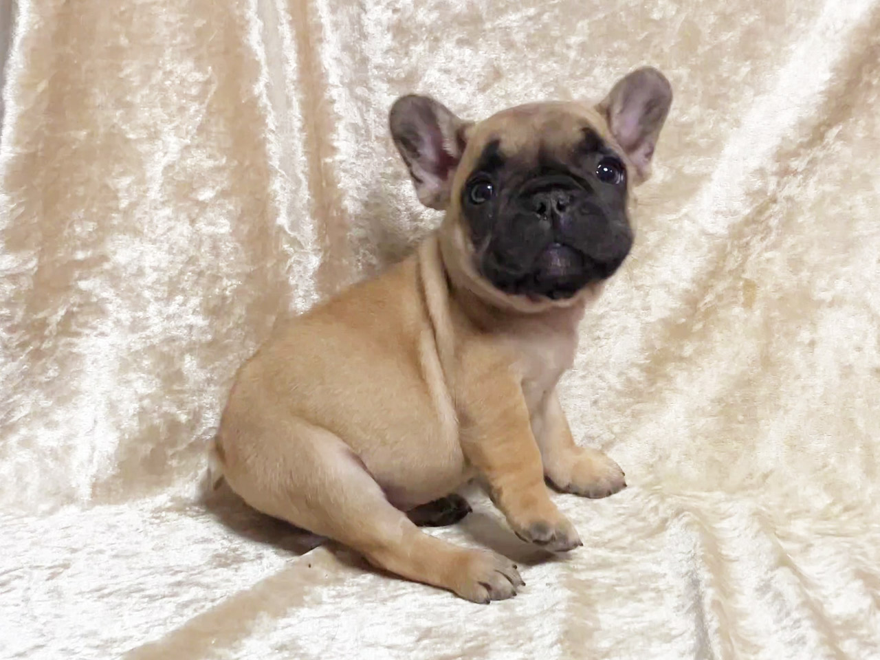 フレンチブルドッグの子犬