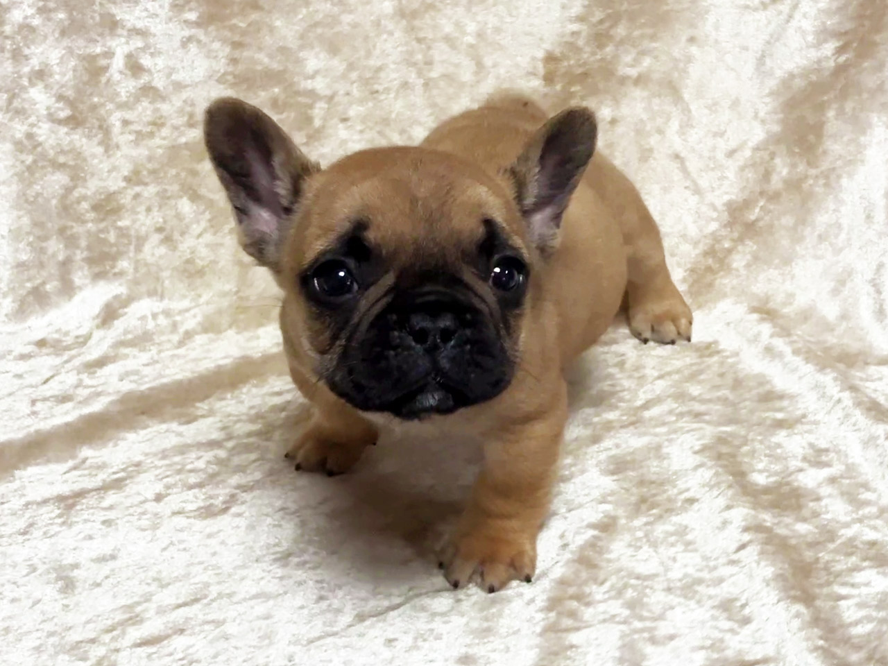 フレンチブルドッグの子犬