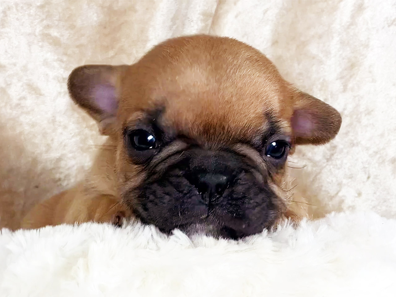 フレンチブルドッグの子犬