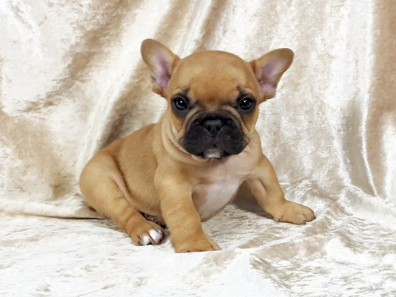 フレンチブルドッグの子犬