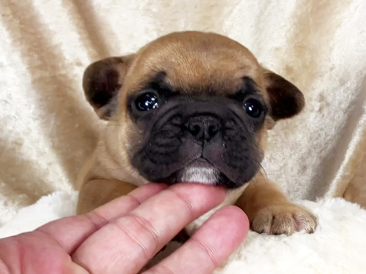 フレンチブルドッグの子犬