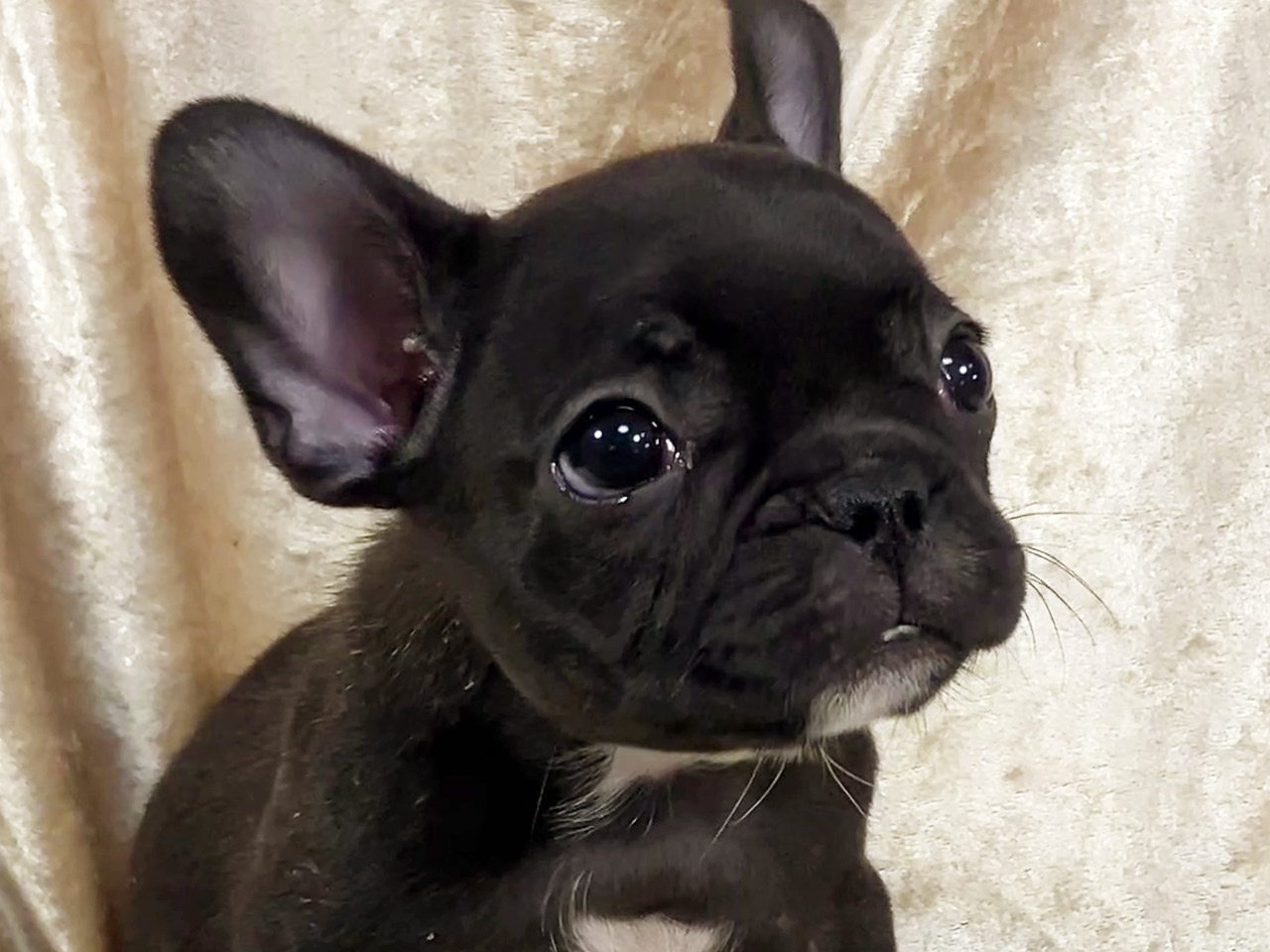 フレンチブルドッグの子犬