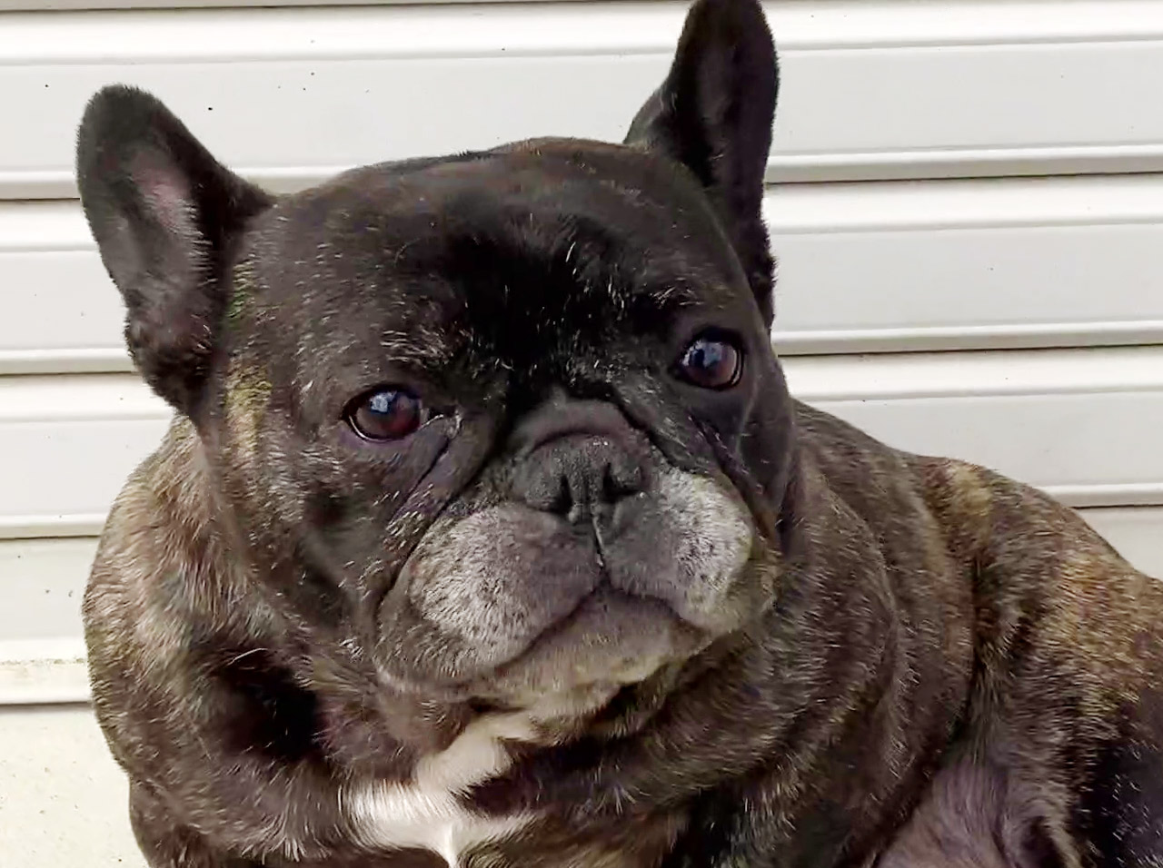 フレンチブルドッグの子犬