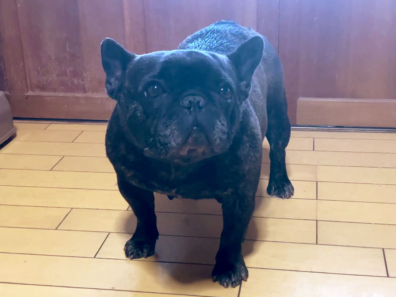 フレンチブルドッグの子犬