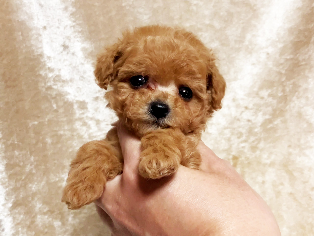 トイプードルの子犬