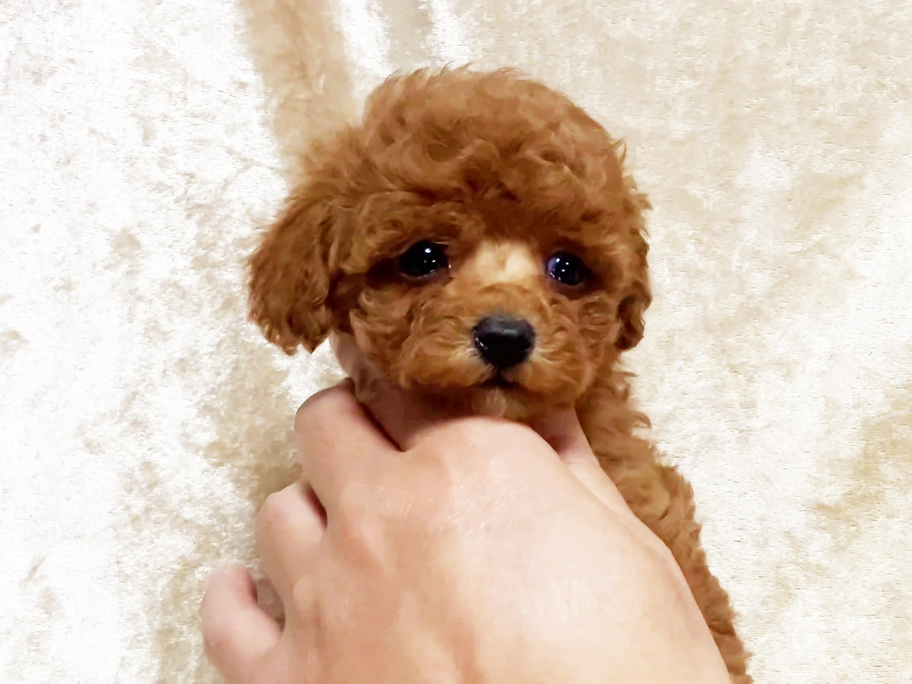 トイプードルの子犬