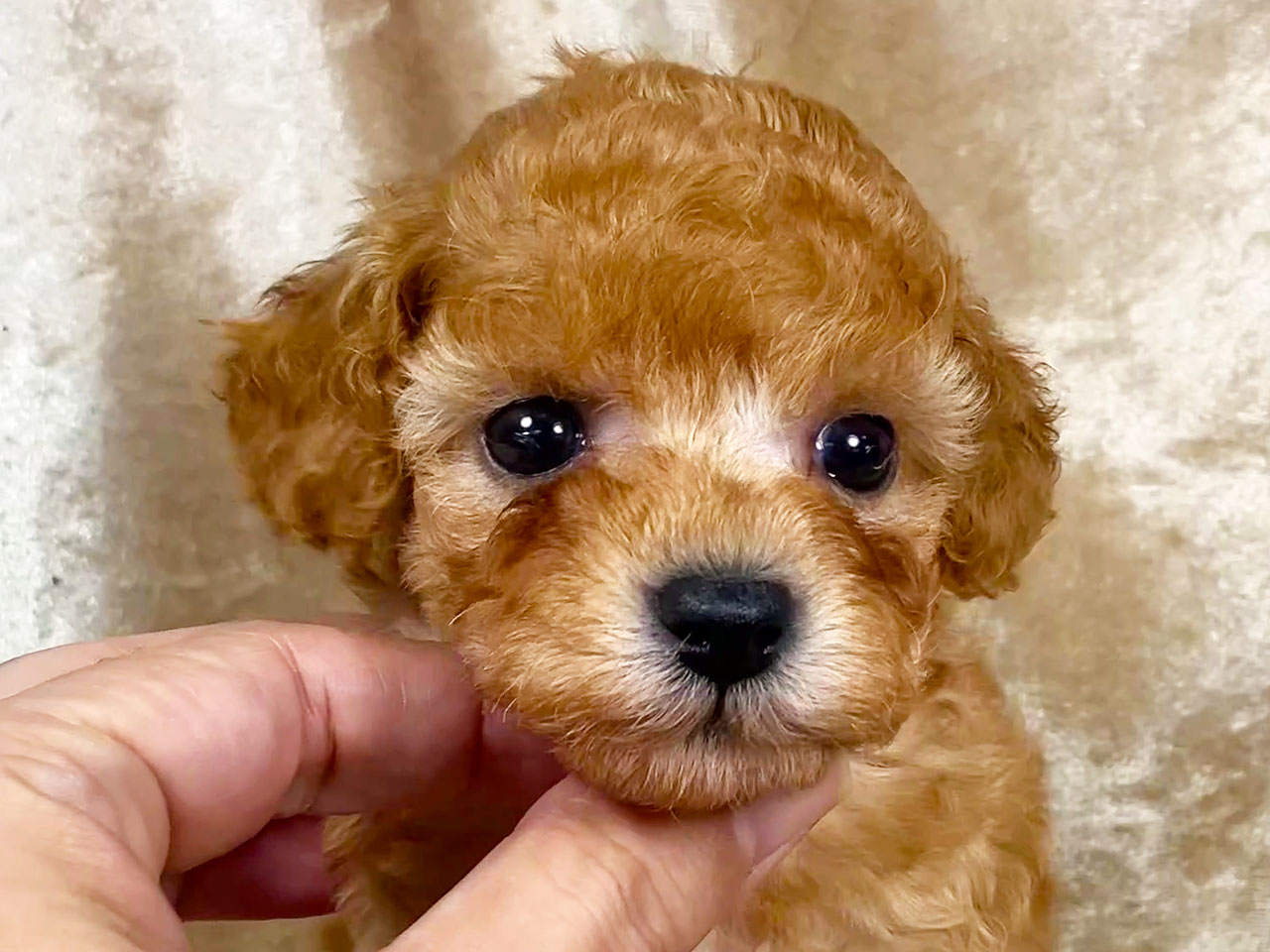 トイプードルの子犬