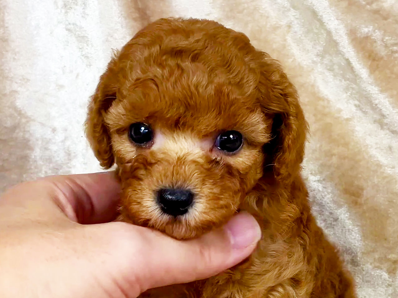 トイプードルの子犬